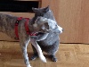  - le whippet et le chat