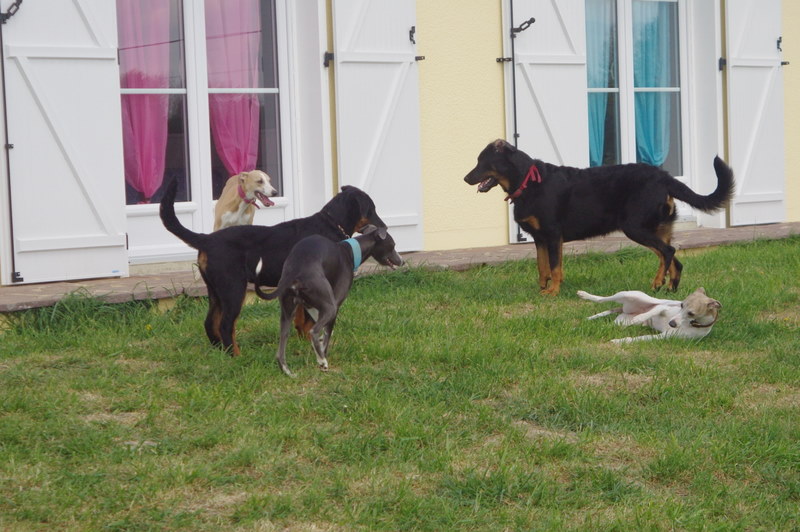 MES WHIPPETS AVEC LEURS COPAINS LES BEAUCERONS EN VISITE